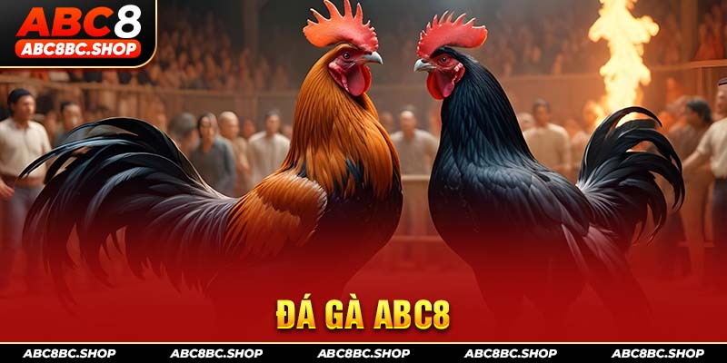 ảnh đại diện đá gà abc8