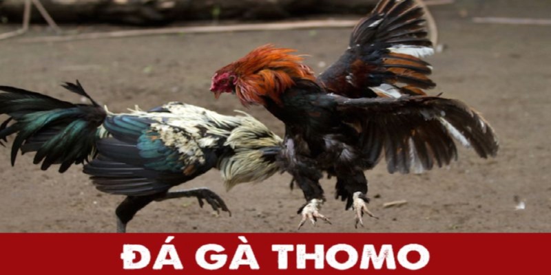 Tổng quan nội dung đá gà Thomo tại ABC8 nổi tiếng